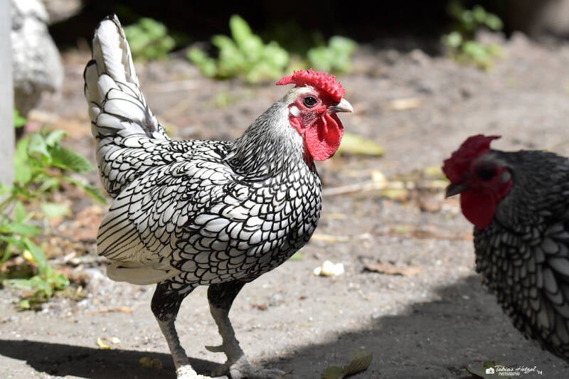 Sebright | Haustierhof Reutemühle, Überlingen-Bambergen | 05.07.2020