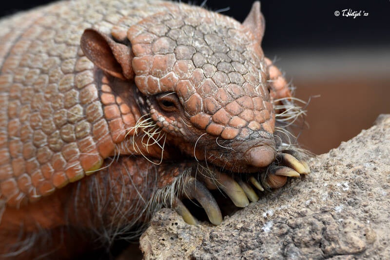 Sechsbinden-Gürteltier