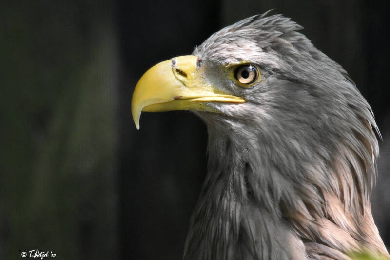 Seeadler