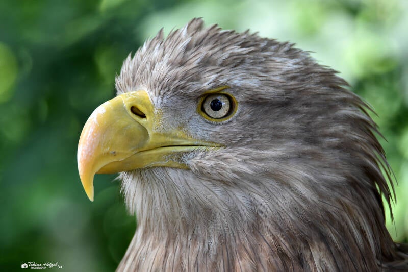 Seeadler | Wildpark Schloss Tambach | 13.06.2021