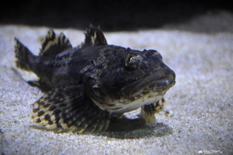 Seeskorpion | Wilhelma Stuttgart | 16.06.2023