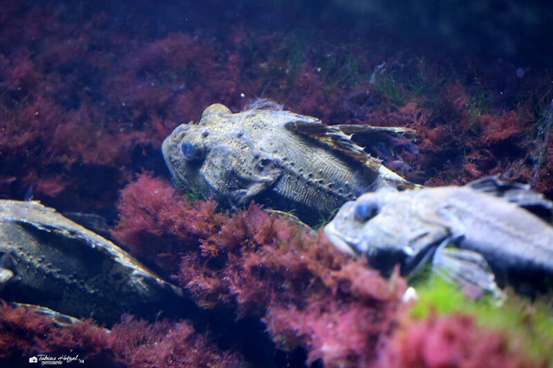 Seeskorpion | Wilhelma Stuttgart | 14.08.2018