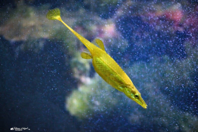 Seestichling | Wilhelma Stuttgart | 19.06.2025