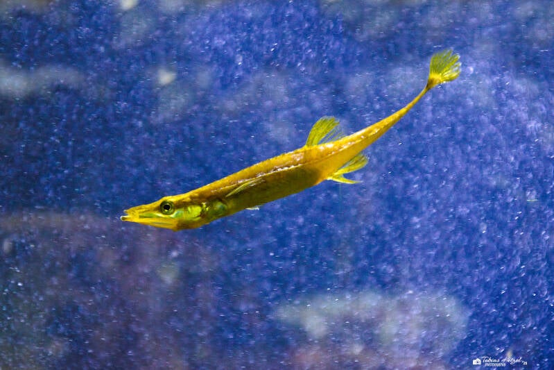 Seestichling | Wilhelma Stuttgart | 19.06.2025