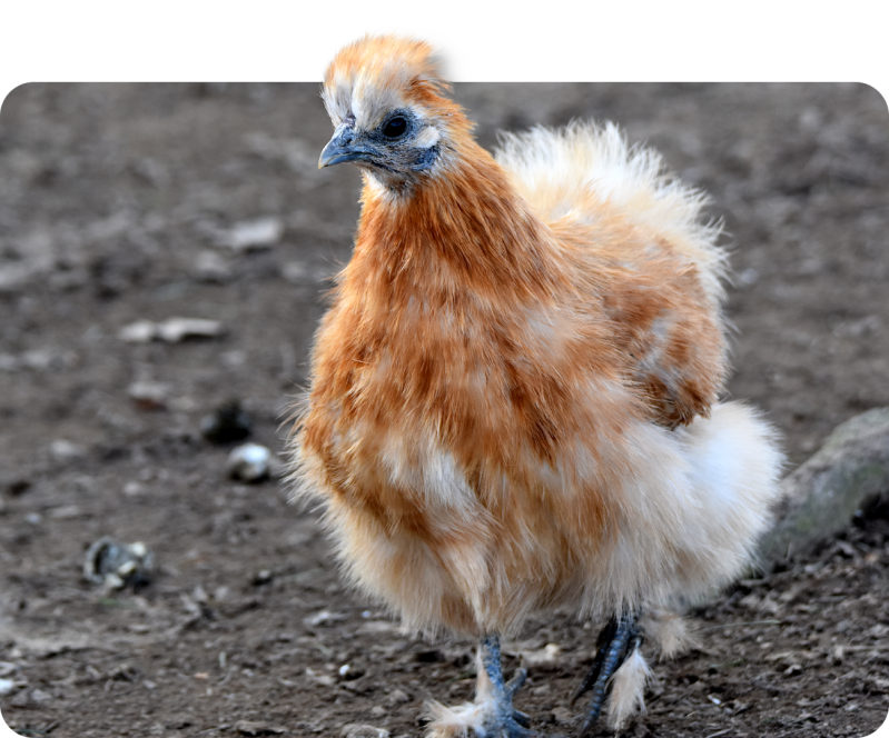 Seidenhuhn (keine Rassezuordnung)