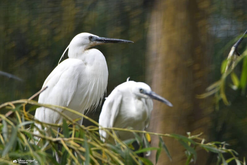 Seidenreiher (Nominatform) | Tiergarten Kleve | 07.07.2021