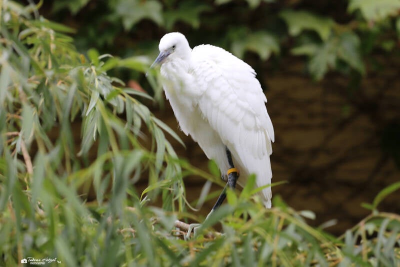 Seidenreiher (Nominatform) | Zoo Augsburg | 15.08.2018