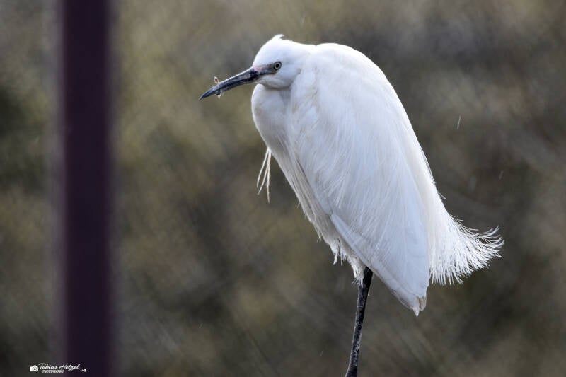 Seidenreiher (Nominatform) | Weltvogelpark Walsrode | 12.04.2021