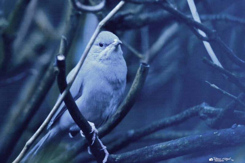 Seidenwürger | Zoo Plzen | 17.09.2022