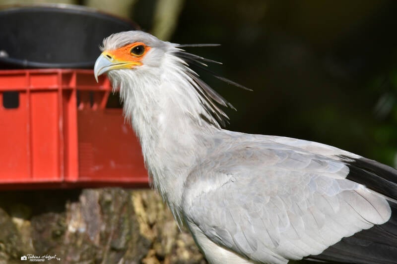 Sekretär | Diergaarde Blijdorp, Rotterdam | 09.07.2021
