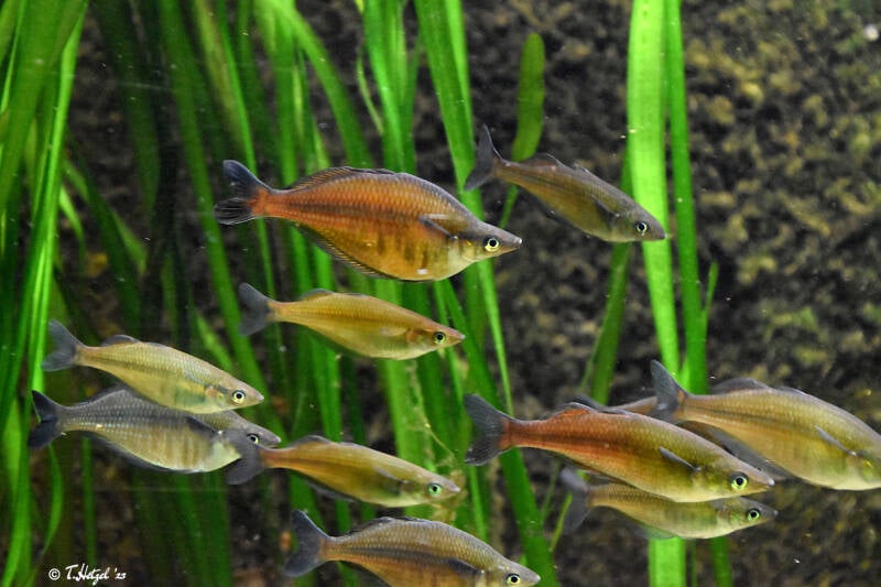 Sentani-Regenbogenfisch | Kölner Zoo | 03.12.2023