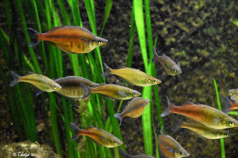 Sentani-Regenbogenfisch | Kölner Zoo | 03.12.2023