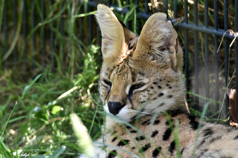 Serval (kein Unterartenstatus) | Wilhelma Stuttgart | 16.06.2023