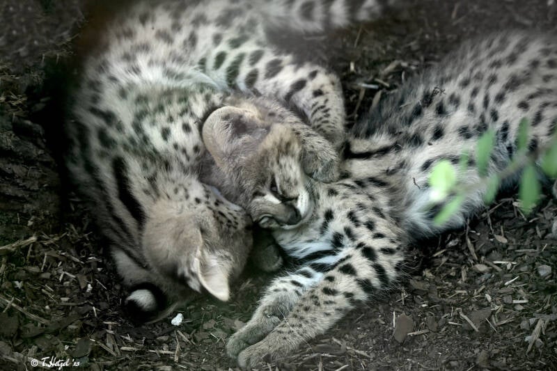 Serval (kein Unterartenstatus) | Wilhelma Stuttgart | 11.08.2023