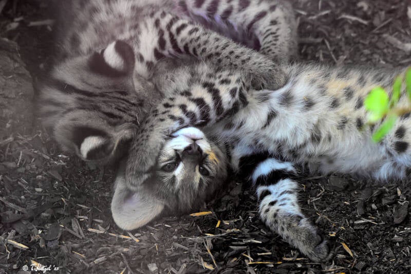 Serval (kein Unterartenstatus) | Wilhelma Stuttgart | 11.08.2023
