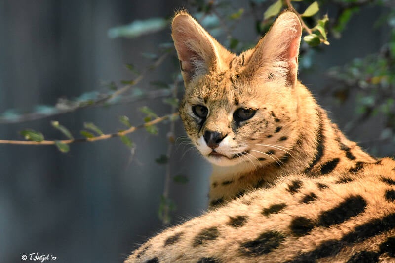 Serval (kein Unterartenstatus) | Zoo Magdeburg | 19.10.2020