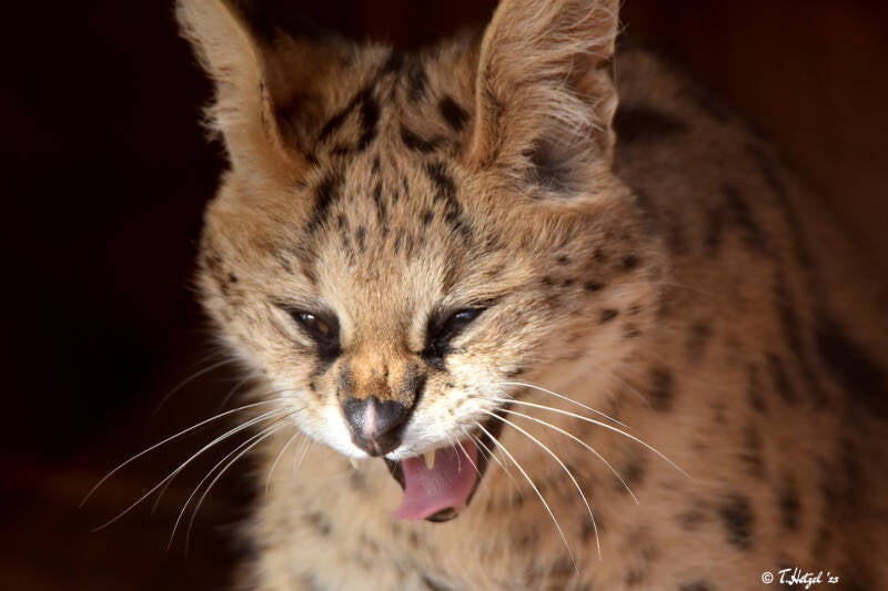 Serval (kein Unterartenstatus) | Zoo Saarbrücken | 18.12.2020
