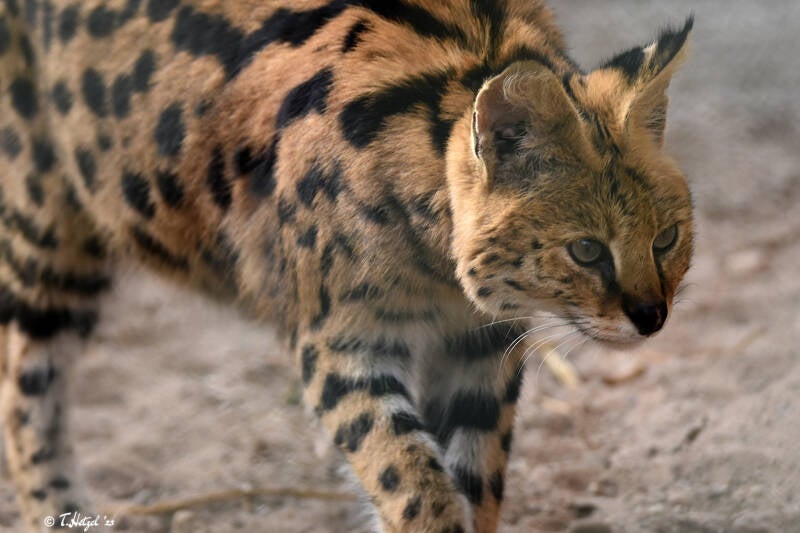 Serval (kein Unterartenstatus) | Vogel- & Tierpark Solingen-Ohligs | 13.02.2022