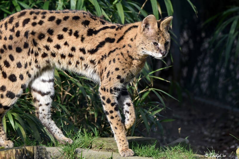 Serval (kein Unterartenstatus) | Vogel- & Tierpark Solingen-Ohligs | 13.02.2022