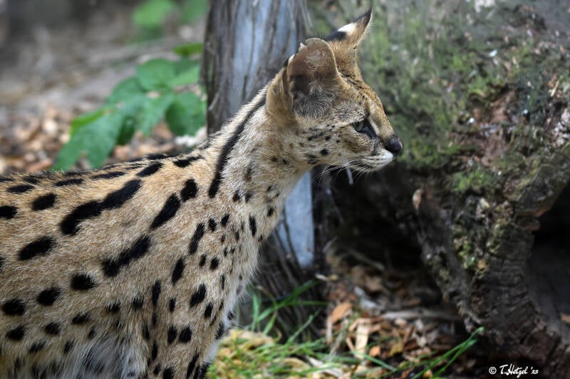 Serval (kein Unterartenstatus) | ZOOM-Erlebniswelt Gelsenkirchen | 05.06.2022