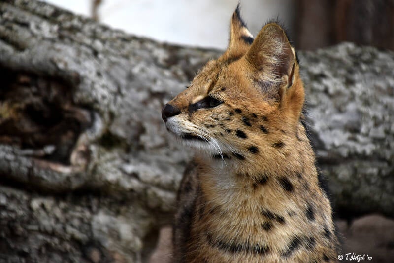 Serval (kein Unterartenstatus) | Tierpark Göppingen | 10.03.2023