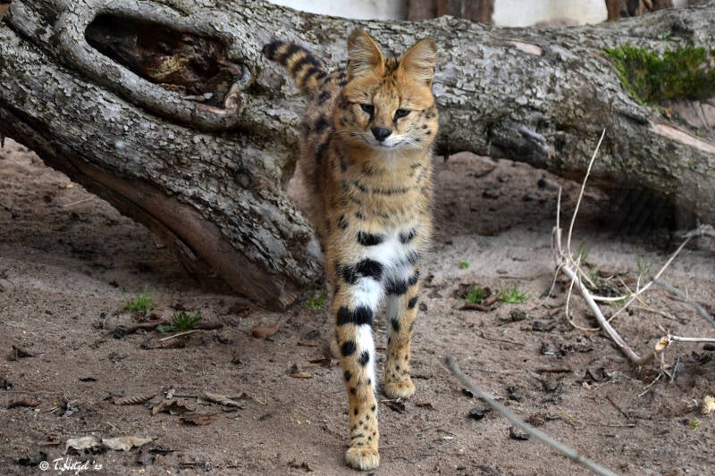 Serval (kein Unterartenstatus) | Tierpark Göppingen | 10.03.2023