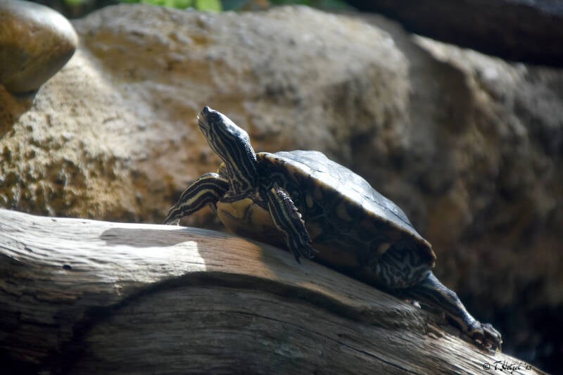 Sägerücken-Schildkröte