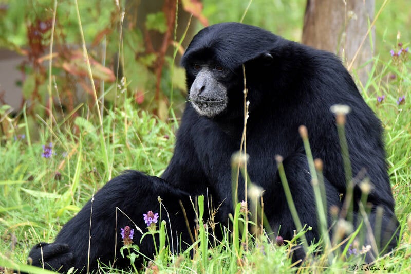 Siamang