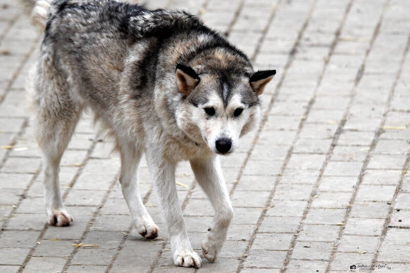 Siberian Husky | Tiererlebnispark Bell | 04.03.2023