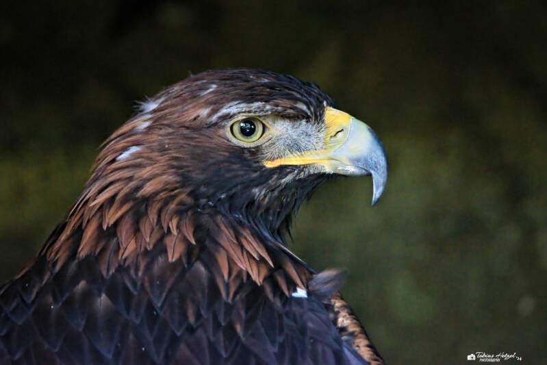 Sibirische Steinadler | Greifvogelpark Grafenwiesen | 16.08.2024