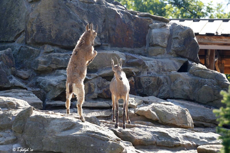 Sibirischer Steinbock (kein Unterartenstatus) | Zoo Berlin | 26.05.2018