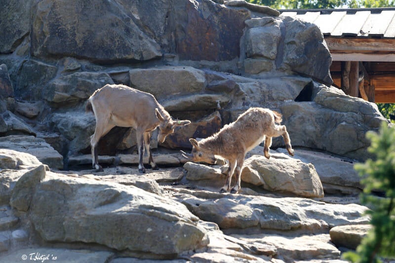 Sibirischer Steinbock (kein Unterartenstatus) | Zoo Berlin | 26.05.2018