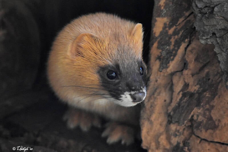Sibirisches Feuerwiesel | Zoo Neuwied | 30.01.2022