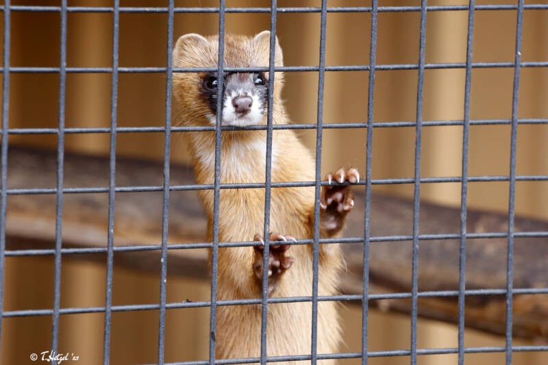 Sibirisches Feuerwiesel | Tierpark Donnersberg, Rockenhausen | 03.08.2019