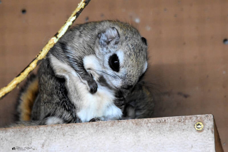 Sibirisches Gleithörnchen | Opel-Zoo Kronberg | 10.03.2024