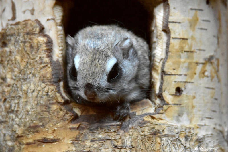 Sibirisches Gleithörnchen | Opel-Zoo Kronberg | 10.03.2024