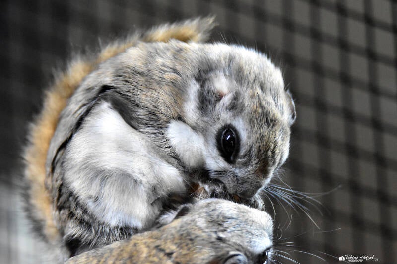 Sibirisches Gleithörnchen | Opel-Zoo Kronberg | 10.03.2024