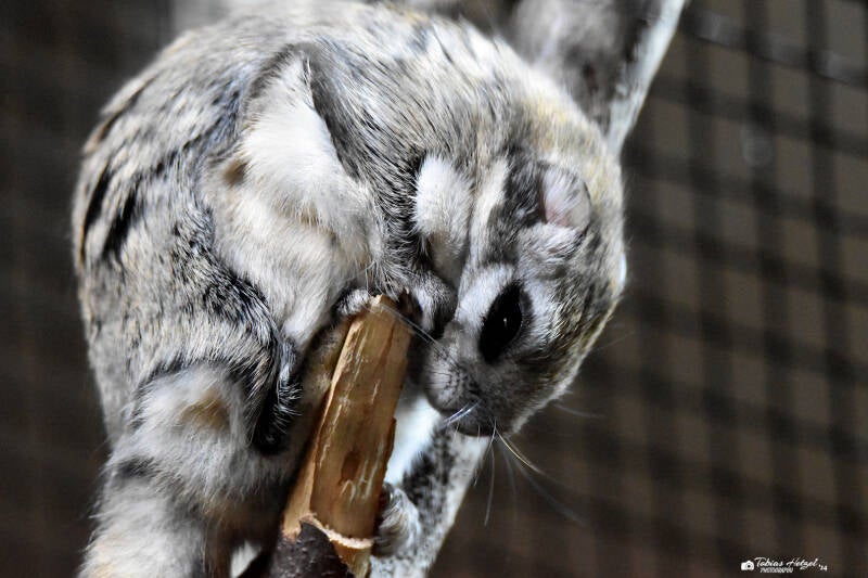 Sibirisches Gleithörnchen | Opel-Zoo Kronberg | 10.03.2024