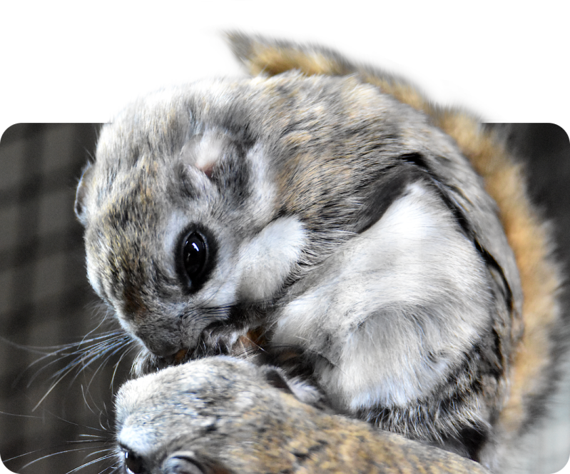 Sibirisches Gleithörnchen