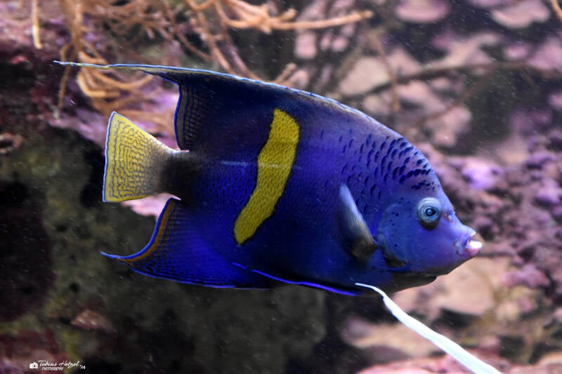 Sichelkaiserfisch | Wilhelma Stuttgart | 16.06.2023