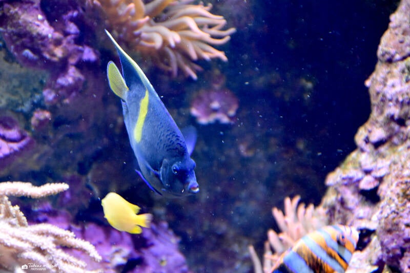 Sichelkaiserfisch | Wilhelma Stuttgart | 16.06.2023