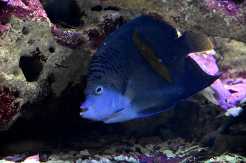 Sichelkaiserfisch | Wilhelma Stuttgart | 27.01.2024