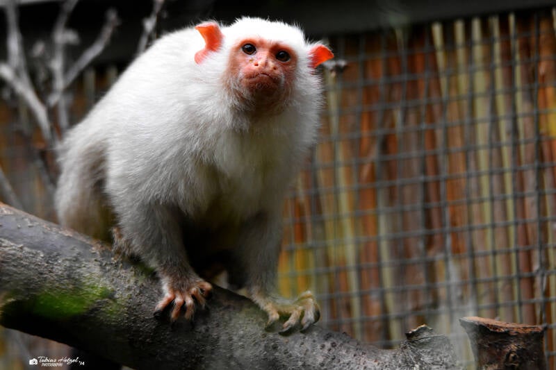 Silberäffchen | Kölner Zoo | 03.12.2023