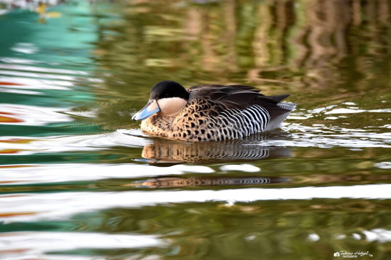 Silberente (kein Unterartenstatus) | Kölner Zoo | 03.12.2023