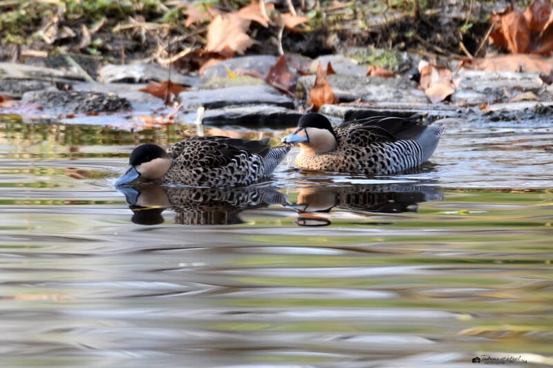 Silberente (kein Unterartenstatus) | Kölner Zoo | 03.12.2023