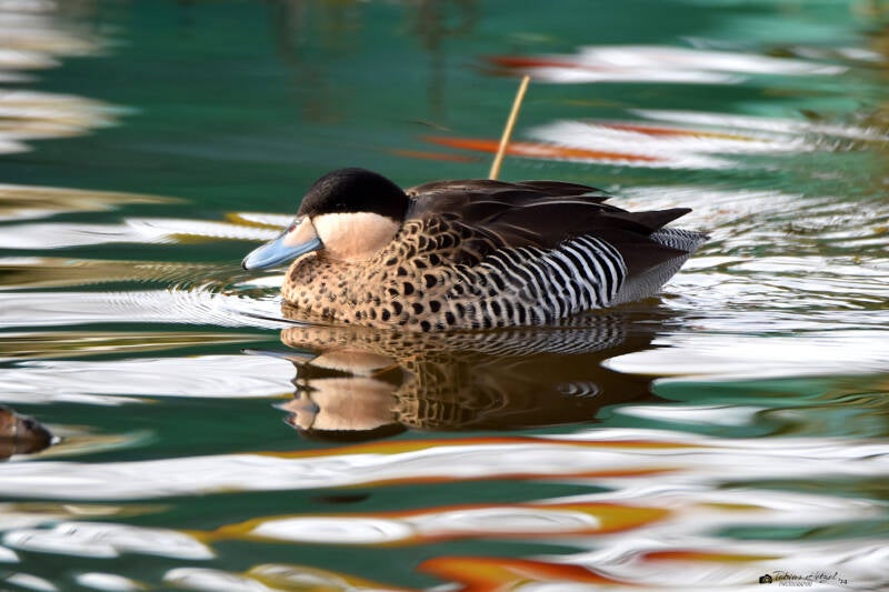 Silberente (kein Unterartenstatus) | Kölner Zoo | 03.12.2023
