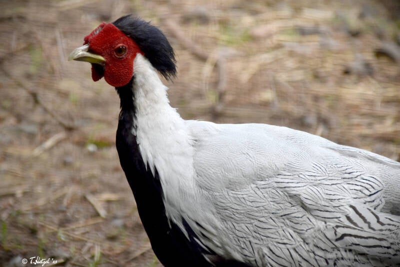 Silberfasan (kein Unterartenstatus) | Wildpark Schloss Tambach | 13.06.2021