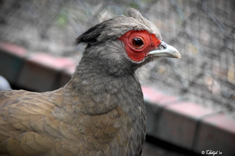Silberfasan (kein Unterartenstatus) | Vogelpark Groß-Rohrheim | 24.04.2022