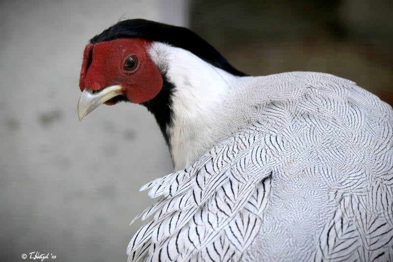 Silberfasan (kein Unterartenstatus) | Vogelpark Viernheim | 15.05.2022