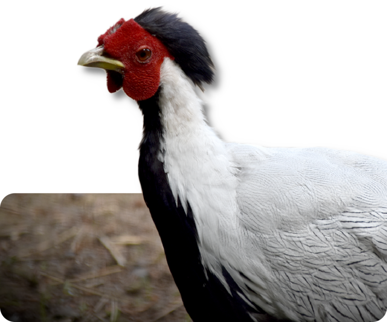 Silberfasan (kein Unterartenstatus)